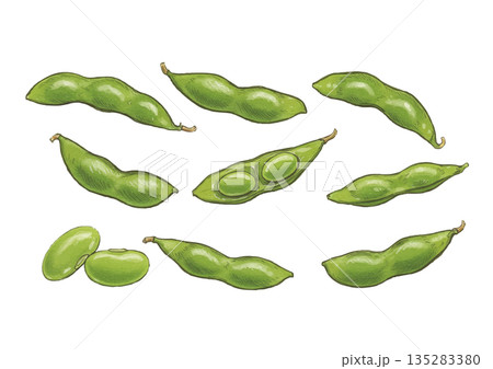 手描き風の枝豆のイラスト 135283380