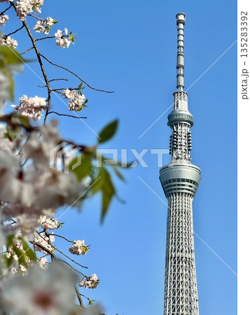 スカイツリーと桜のある風景 スカイツリーと桜のある風景 135283392