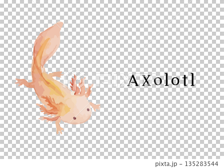 水彩風格的墨西哥鈍口蠑螈插圖 135283544