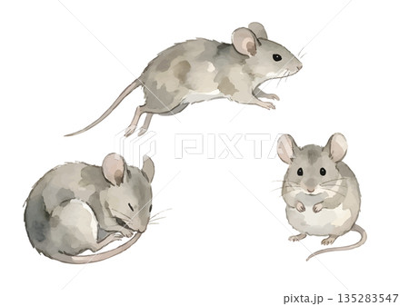 水彩風のネズミのイラスト 135283547