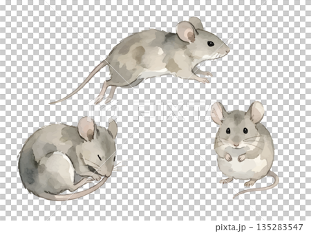 水彩風格的老鼠插圖 135283547
