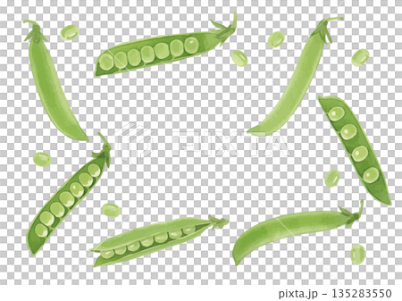Watercolor style pea illustration Watercolor style pea illustration 135283550