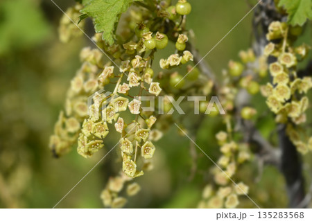 Red currant Red currant 135283568