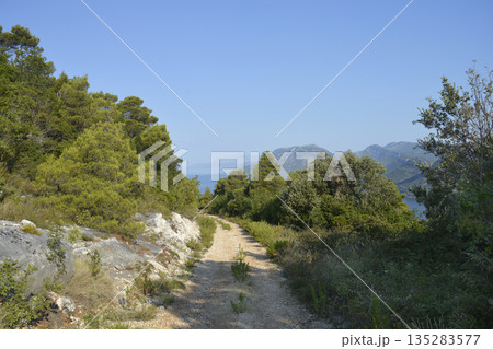 Gravel road through pine forest on Peljesac peninsula leading to Sveti Ivan 135283577