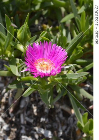Red hottentot fig 135283627