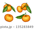 Mandarin set. Hand drawn tangerine illustration 135283849