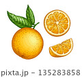 Orange set. Hand drawn engraving illustration 135283858