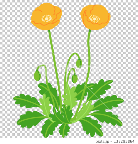 手繪的簡單罌粟花插圖 135283864