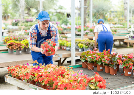 Gardener arranging blooming potted Impatiens Walleriana in garden center 135284100