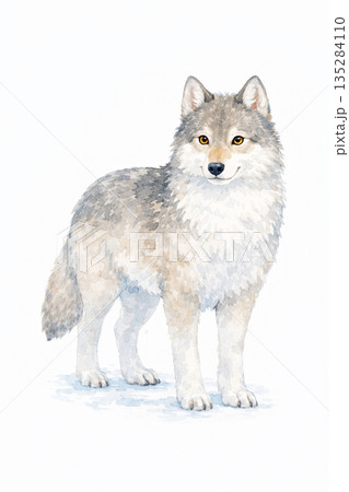 水彩画風 オオカミのイラスト素材 135284110