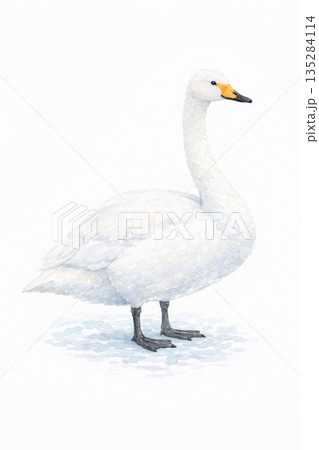 冬のオオハクチョウ（水彩画風） 135284114