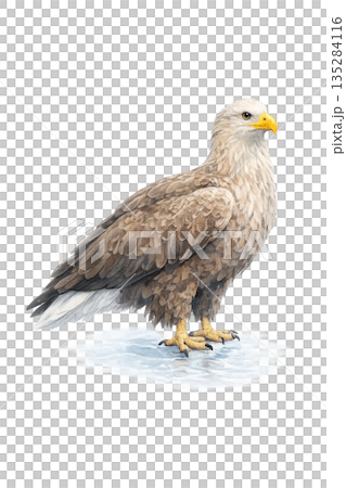 冬季白尾海鵰水彩插圖 135284116