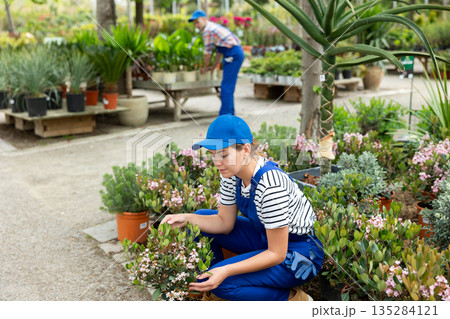 Female floriculturist examining blooming Rhaphiolepis indica Springtime in garden center 135284121