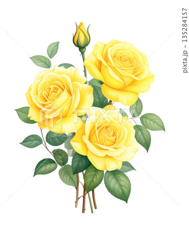 黄色い薔薇の水彩イラスト 135284157
