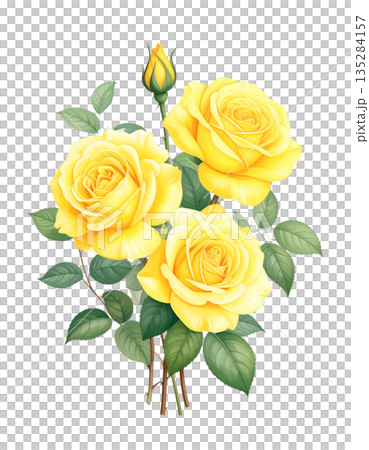 黄色い薔薇の水彩イラスト 135284157