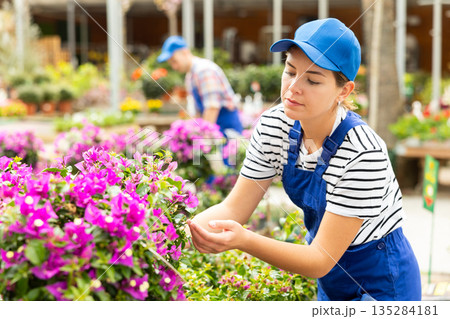 Female garden store employee puts in order showcase with climbing outdoor plants Bougainvillea Female garden store employee puts in order showcase with climbing outdoor plants Bougainvillea 135284181
