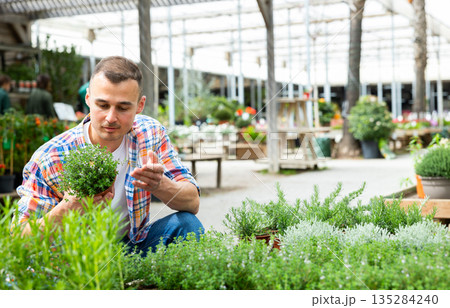 In flower shop, man customer chooses thymus plant to decorate room, balcony, terrace 135284240