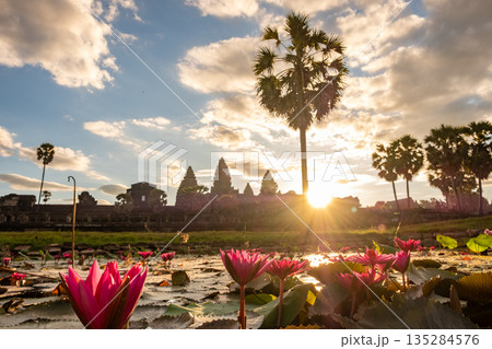 Beautiful pink water lily blooming in the pond in front of Angkor Wat one of the UNESCO world heritage site in Siem Reap, Cambodia during sunrise. Beautiful pink water lily blooming in the pond in front of Angkor Wat one of the UNESCO world heritage site in Siem Reap, Cambodia during sunrise. 135284576
