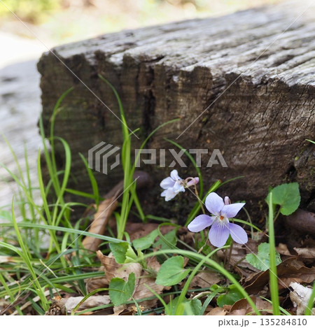 木道の脇に咲く小さな花　タチツボスミレ 135284810