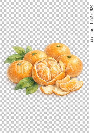 冬季水果柑橘水彩插圖 135284924