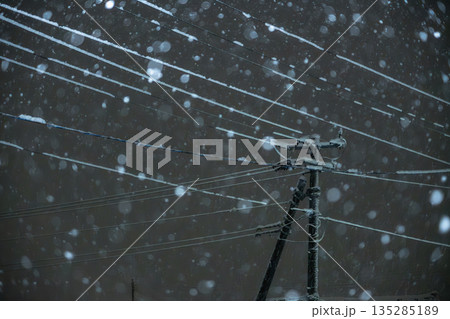 激しい雪と電線に着雪する冬の夜 激しい雪と電線に着雪する冬の夜 135285189