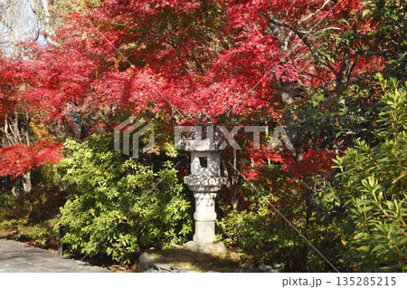 将軍塚青龍殿の紅葉 135285215