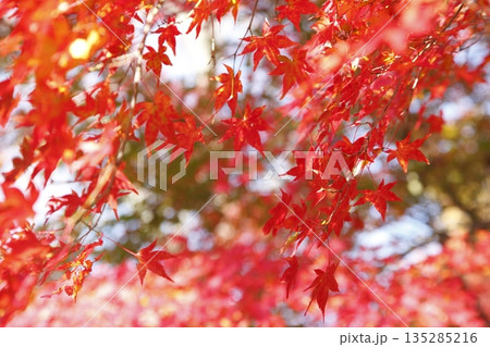 将軍塚青龍殿の紅葉 135285216