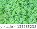 画面いっぱいのクローバー 135285238