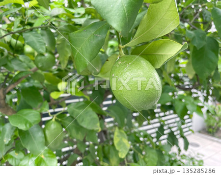 未熟レモン 135285286