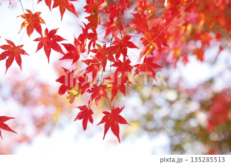 将軍塚青龍殿の紅葉 将軍塚青龍殿の紅葉 135285513