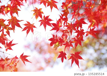 将軍塚青龍殿の紅葉 将軍塚青龍殿の紅葉 135285514