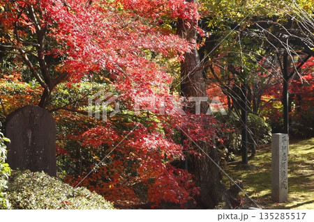将軍塚青龍殿の紅葉 将軍塚青龍殿の紅葉 135285517