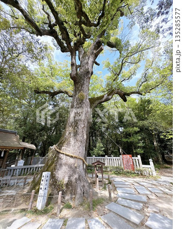 神社の大木 御神木 神社の大木 御神木 135285577