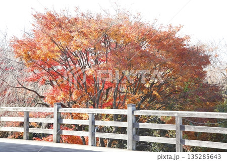 将軍塚青龍殿の紅葉 将軍塚青龍殿の紅葉 135285643