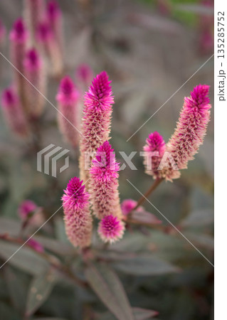 野に咲くピンクの花 ノゲイトウ 野に咲くピンクの花 ノゲイトウ 135285752