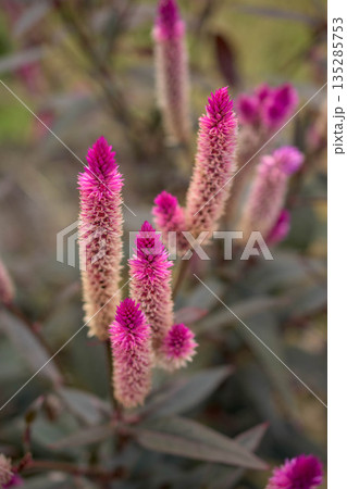 野原に咲くのピンクの花ノゲイトウ、野鶏頭 135285753
