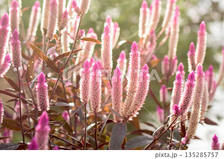 咲き誇るノゲイトウ(野鶏頭) 咲き誇るノゲイトウ(野鶏頭) 135285757