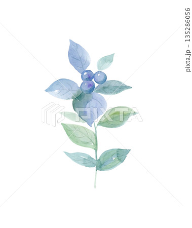 唐辛子の水彩画 135286056