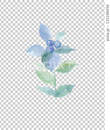 唐辛子の水彩画 135286056