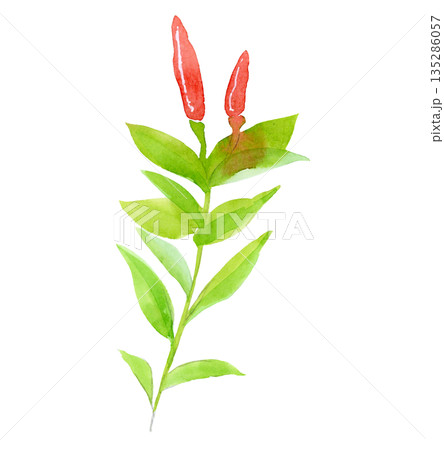唐辛子の水彩画 135286057