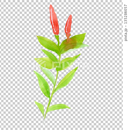 唐辛子の水彩画 135286057