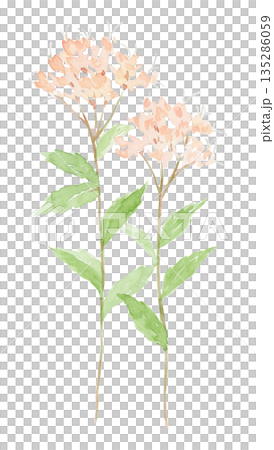 Watercolor painting of Eupatorium japonicum flowers 135286059