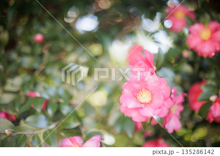 山茶花 135286142