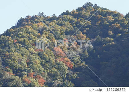 秋の紅葉した梶山 135286273