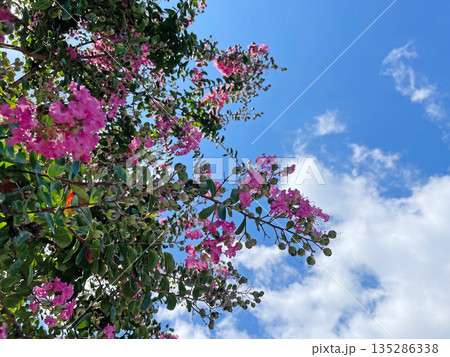 サルスベリ 百日紅 夏に咲くピンクの花 135286338