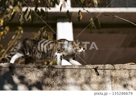 Cat Striding Along Concrete Wall Under Branches in Quiet Urban Scene During Sunny Afternoon Light Cat Striding Along Concrete Wall Under Branches in Quiet Urban Scene During Sunny Afternoon Light 135286679