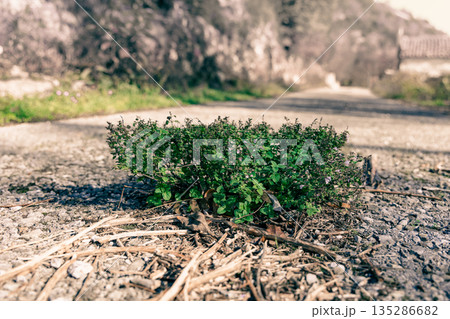 Small Green Bush Growing Through Cracked Road On Quiet Rural Street 135286682