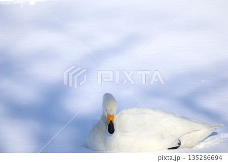 アンニュイな白鳥 135286694