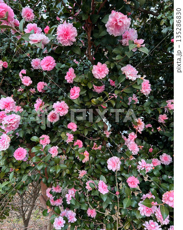 ピンク色の山茶花の花 135286830