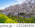 【神奈川県】引地川の桜並木 135286856